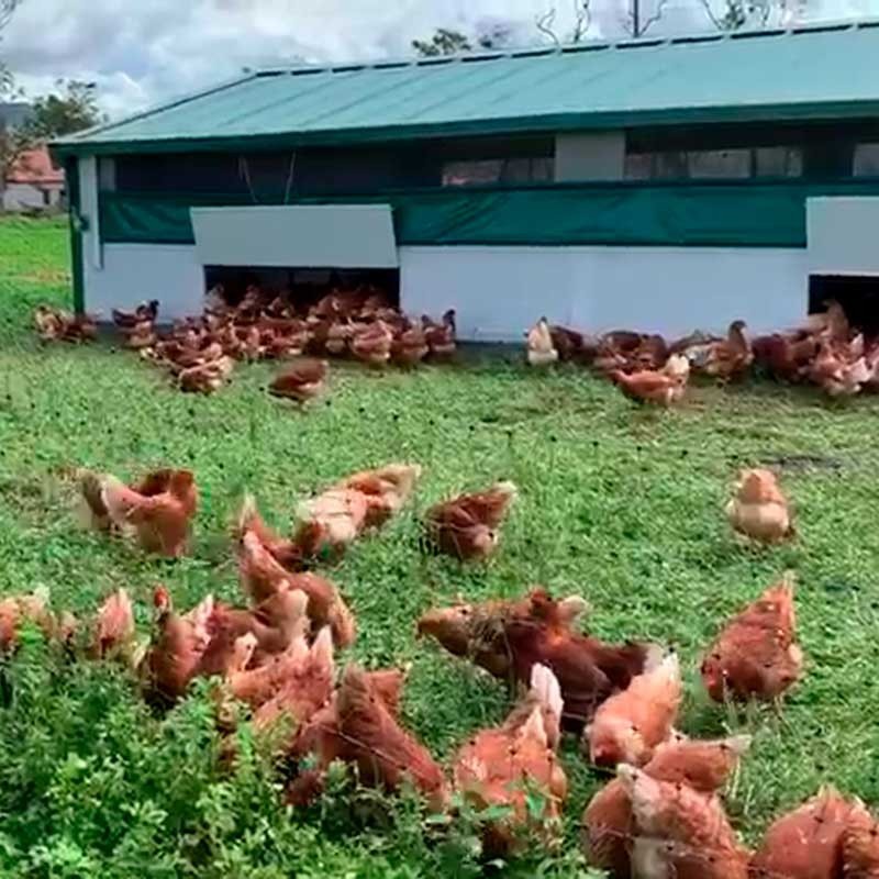 Corral Móvil "Continental"